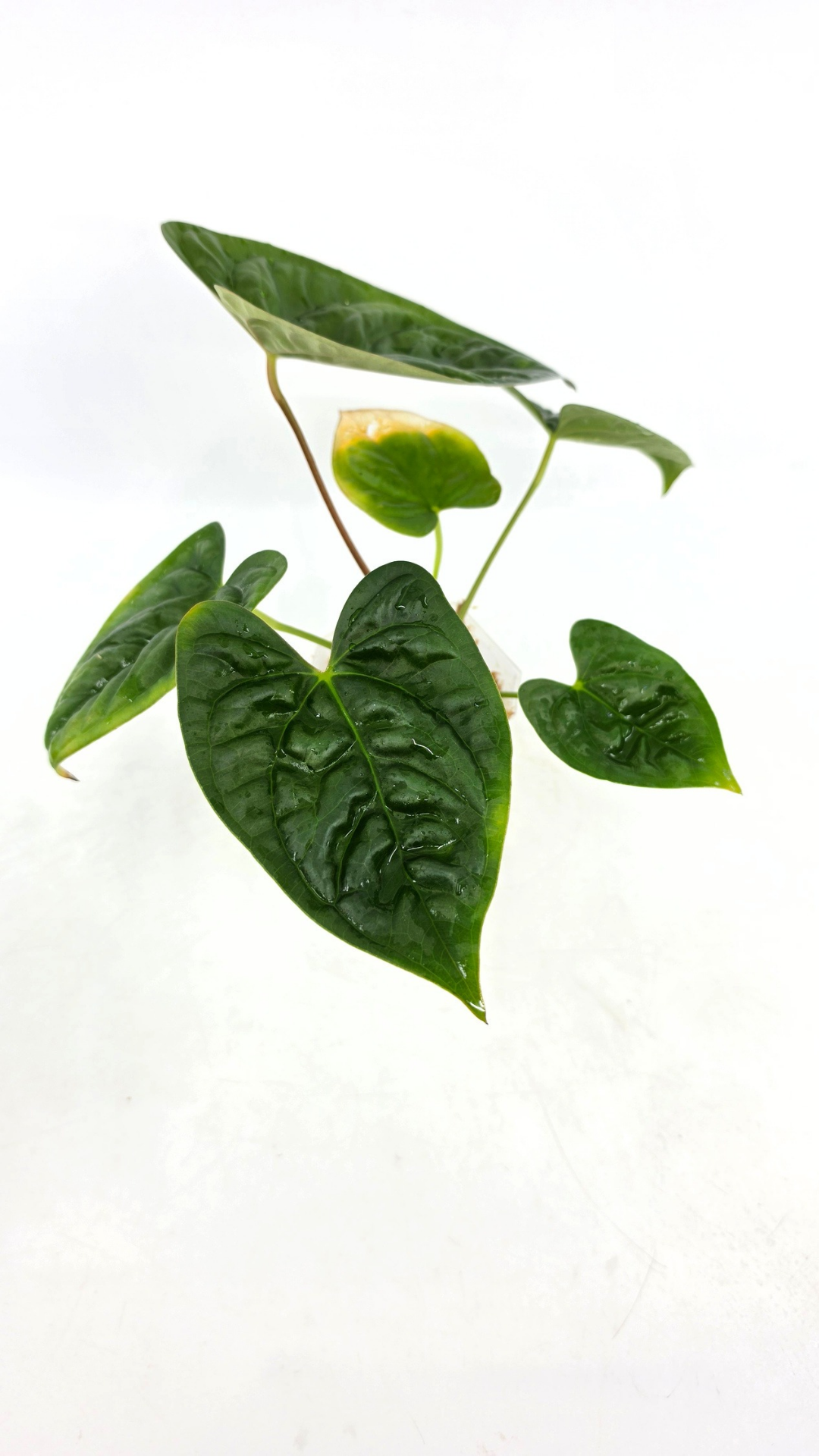 Rare hybrid of indoor plant Anthurium Giganteum Verde X Anthurium Luxurians available at rare plant shop The Leaf Gallery in Perth, Western Australia