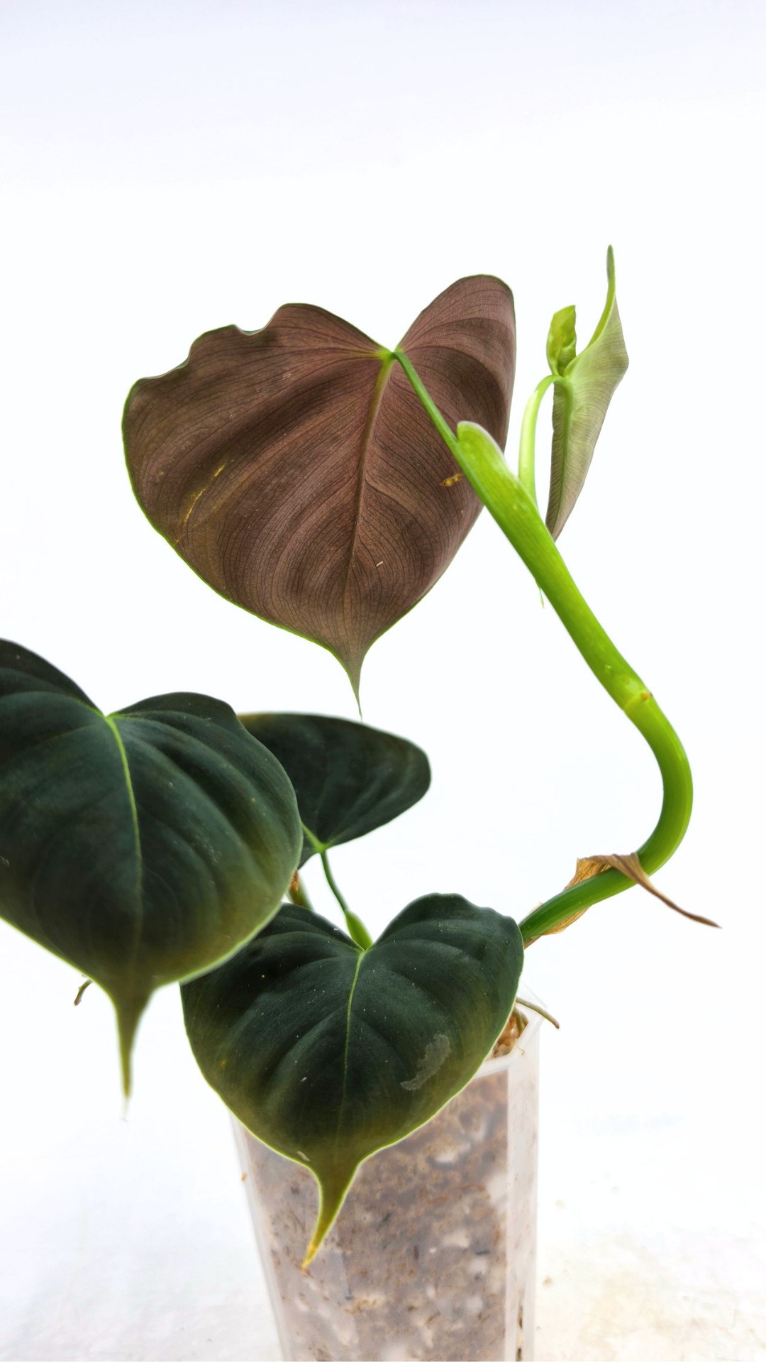 Rare indoor plant Philodendron Lupinum available for sale at rare house plant shop The Leaf Gallery in Perth, Western Australia