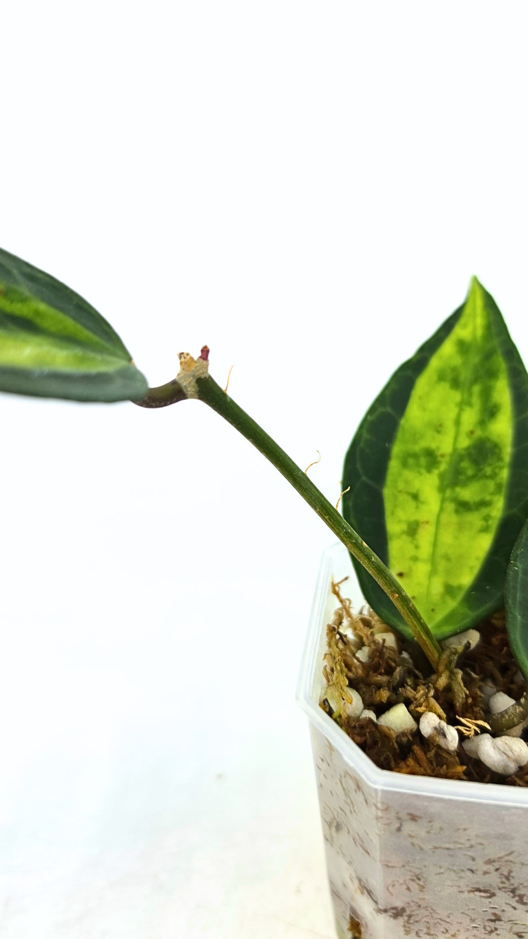 Rare waxplant Hoya Macrophylla Pot of Gold available for sale at rare indoor plant shop The Leaf Gallery in Perth, Western Australia