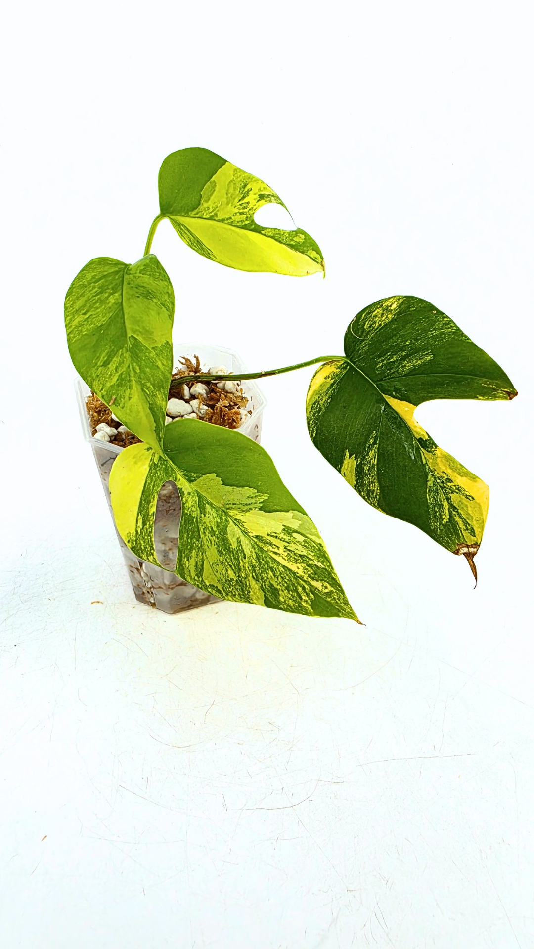 Rare indoor plant Raphidophora Tetrasperma Aurea for sale by rare plant shop The Leaf Gallery in Perth