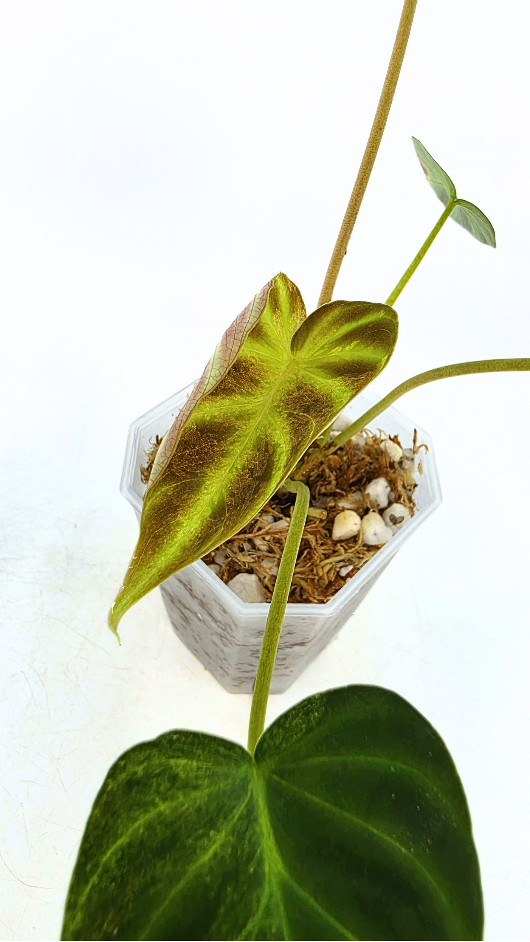 Rare indoor plant Philodendron Verrucusom Mint Variegated available for sale at rare house plant shop The Leaf Gallery in Perth, Western Australia