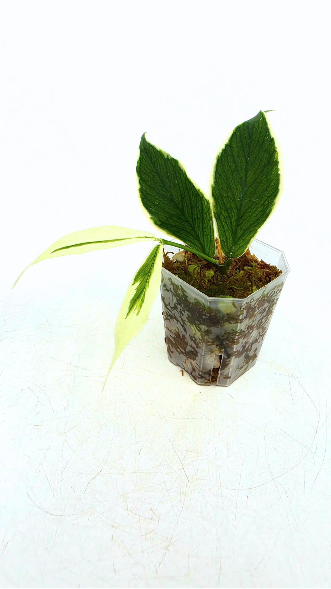 Rare waxplant Hoya Polyneura Albo Varigated also known as Fishtail Hoya Varigated available for sale at rare indoor plant shop The Leaf Gallery in Perth, Western Australia