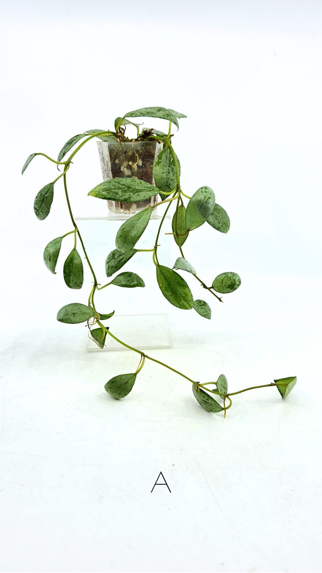 Rare waxplant Hoya Sulcata available for sale at rare indoor plant shop The Leaf Gallery in Perth, Western Australia