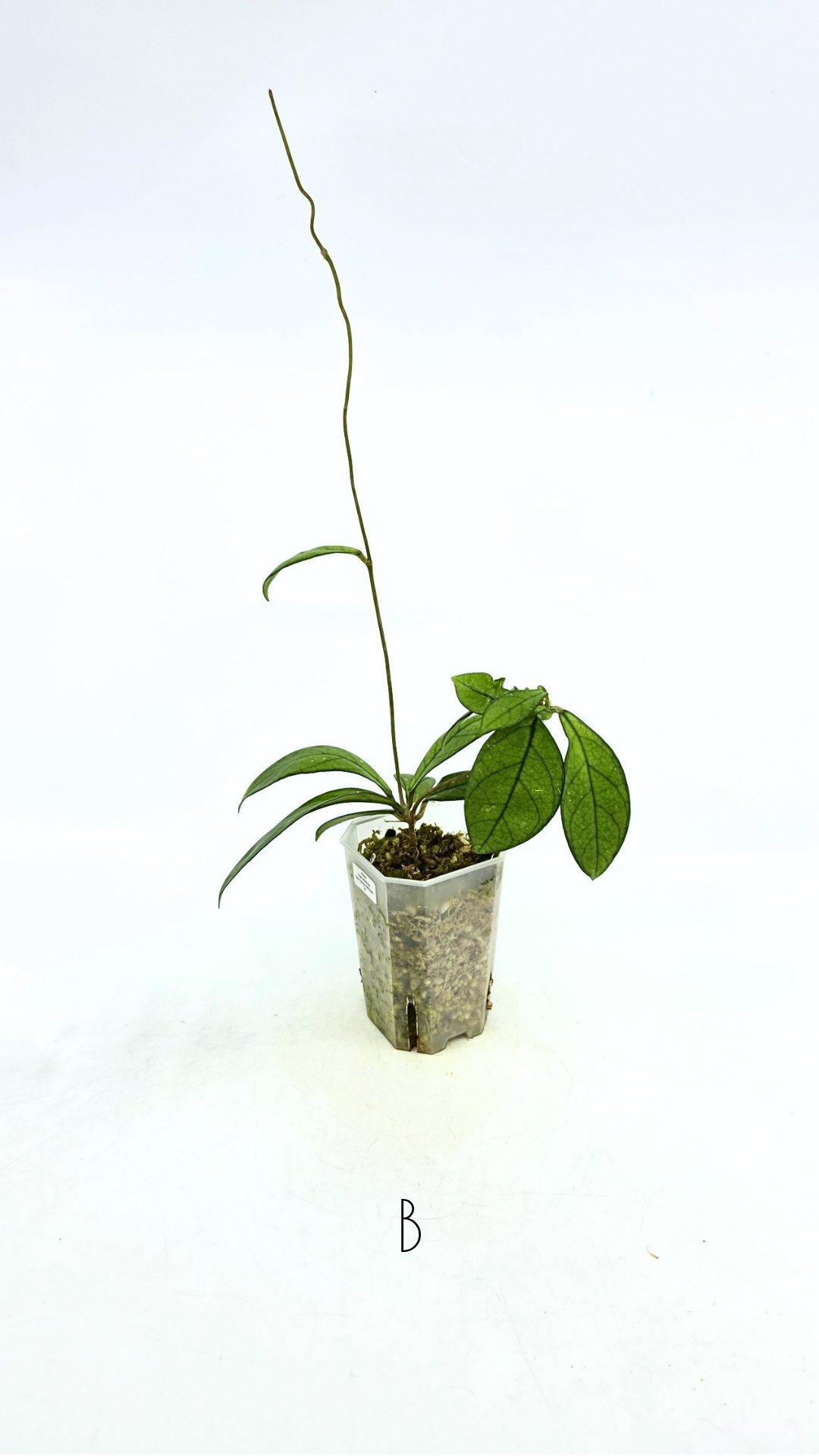 Rare waxplant Hoya Hainanensis Da Nang Vietnam available for sale at rare indoor plant shop The Leaf Gallery in Perth, Western Australia