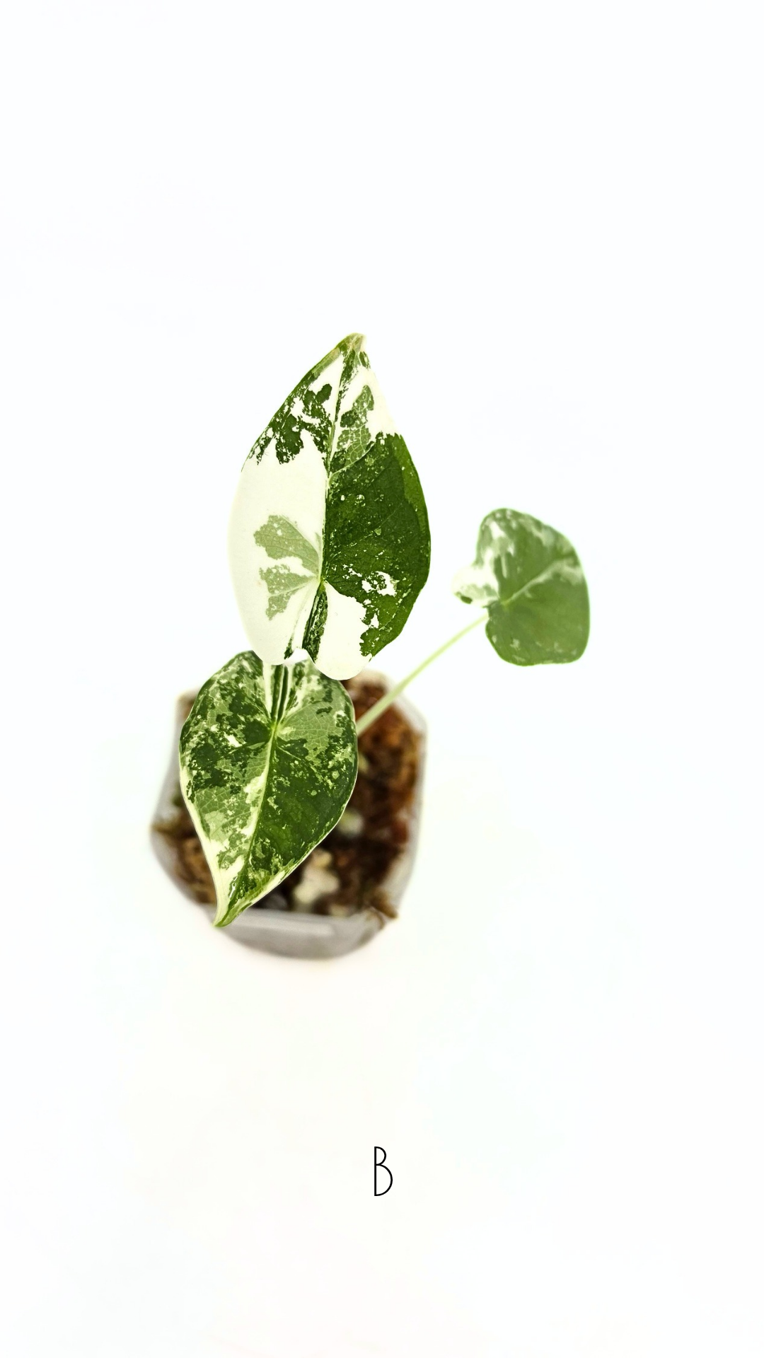 Rare Wax Plant Hoya Clemensiorum available for sale at rare house plant shop The Leaf Gallery in Perth, Western Australia