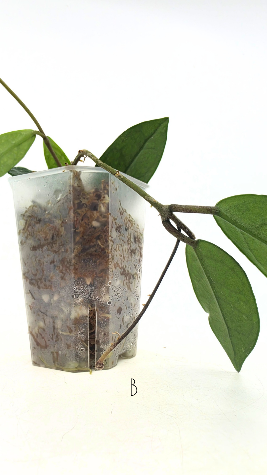 Rare indoor plant hoya wilbur graves propagated by and available for sale at rare plant shop The Leaf Gallery in Perth.