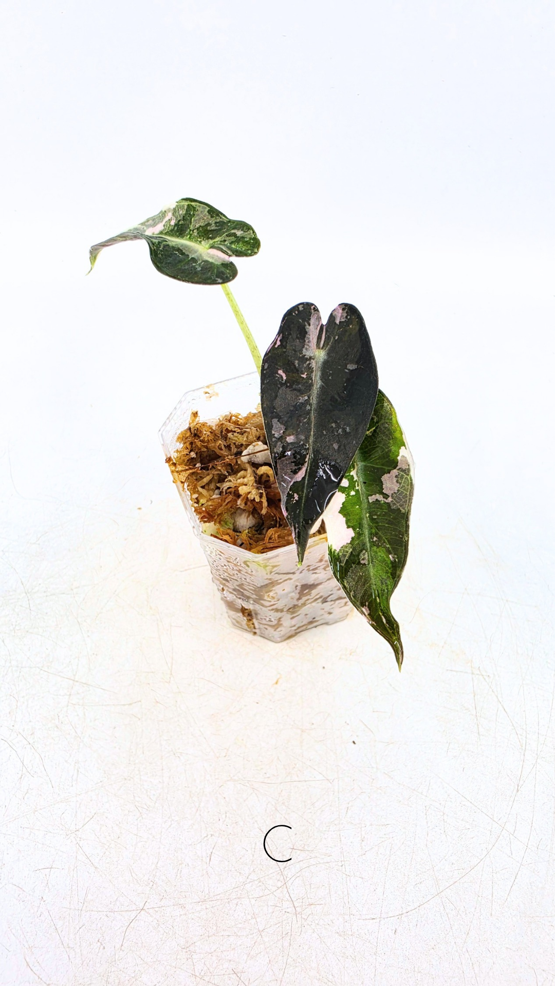 Rare indoor plant Alocasia Amazonica Bambino Pink TC plantlets available for sale at rare houseplant shop The Leaf Gallery in Perth, Western Australia
