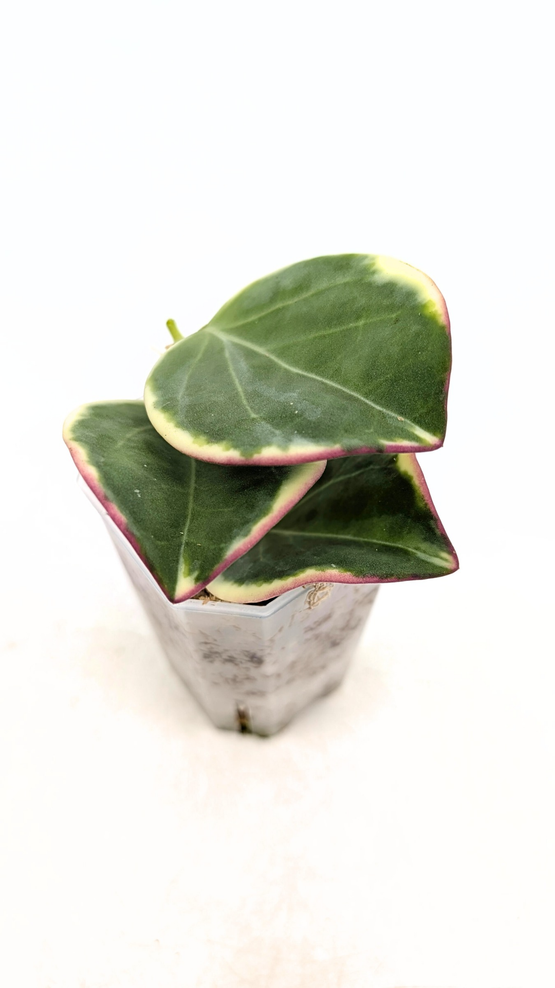 Rare wax plant Hoya Pachyclada (Subquintuplinervis) Outter Varigated available at rare plant shop The Leaf Gallery in Perth, Western Australia
