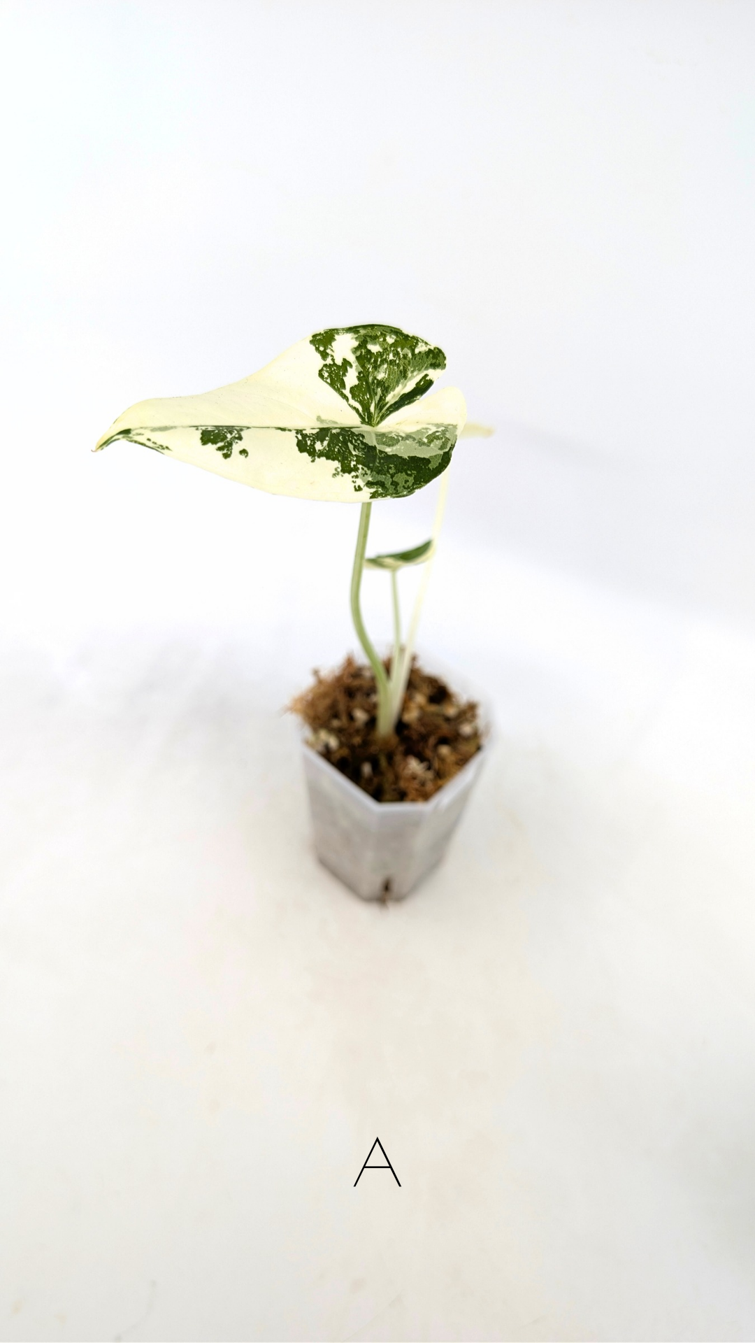 Rare indoor plant Alocasia Macrorrhiza (Elephant Ear) Variegated available for sale at rare house plant shop The Leaf Gallery in Perth, Western Australia