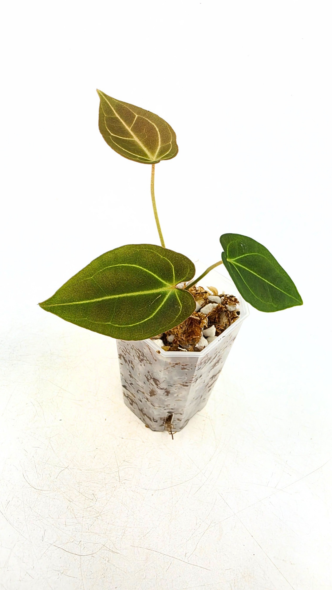 Rare anthurium hybrid Dark Forgetii x Bessae Aff available from rare plant shop The Leaf Gallery in Perth, Western Australia