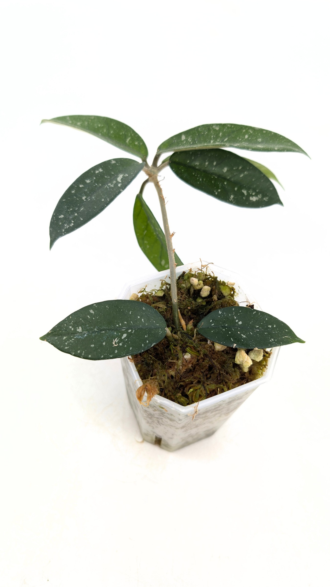 Rare waxplant Hoya Starry Night available for sale at The Leaf Gallery in Perth, Western Australia