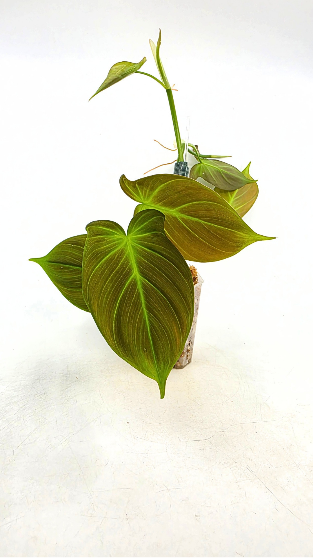 Uncommon indoor plant Philodendron Camposportoanum available for sale at rare house plant shop The Leaf Gallery in Perth, Western Australia