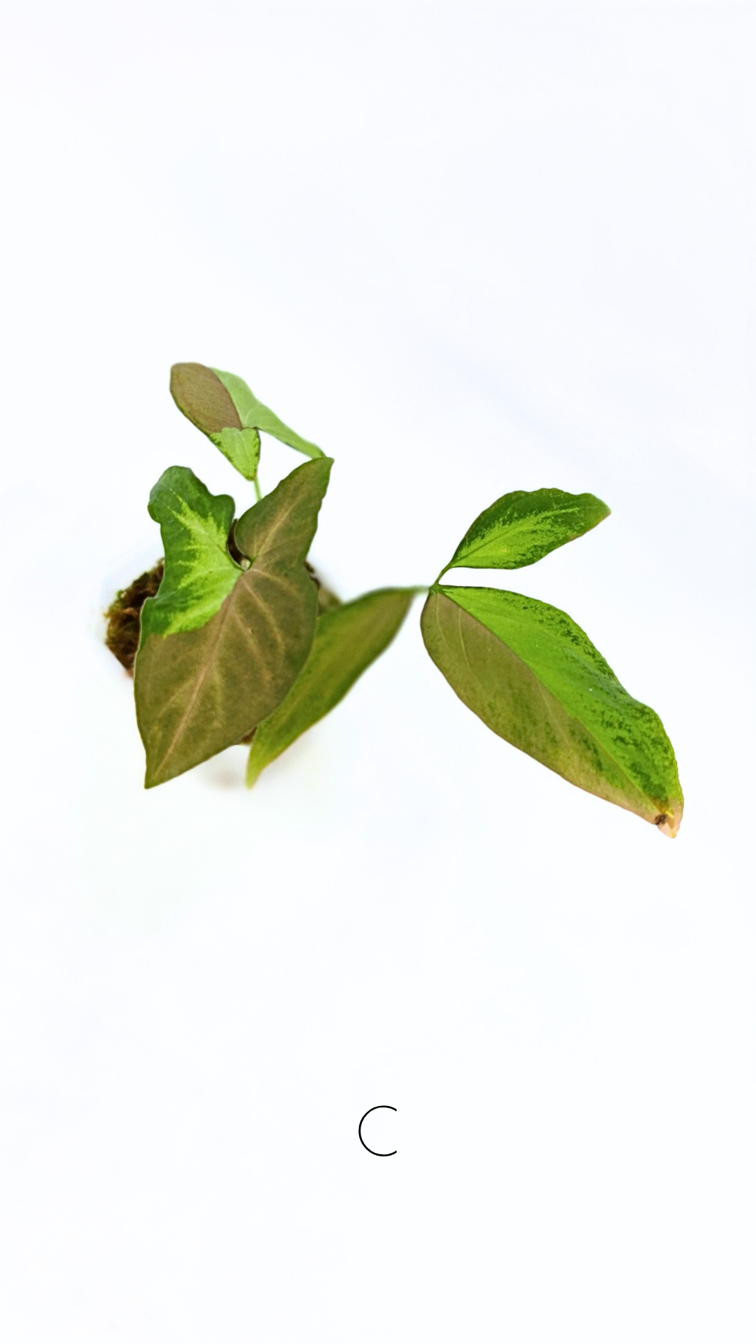 Rare indoor plant Syngonium Redspot Tricolour available for sale at The Leaf Gallery in Perth, Western Australia