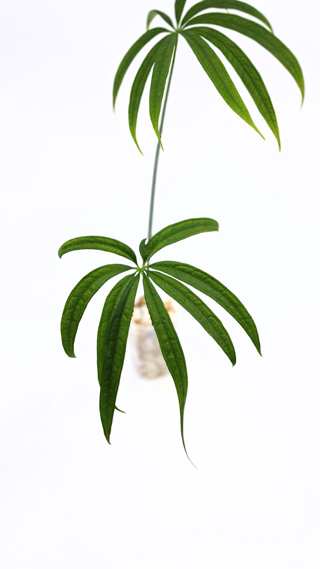 Hard to find house plant Anthurium Polydactylum available for sale at rare plant shop The Leaf Gallery in Perth, Western Australia.