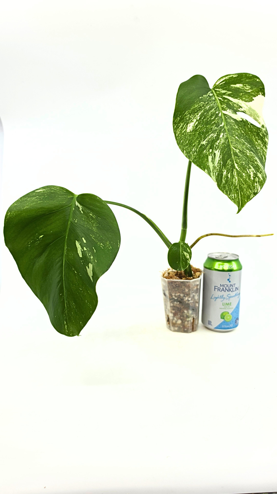 Rare indoor plant Monstera Albo Varigated available for sale at rare plant house plant shop The Leaf Gallery in Perth, Western Australia