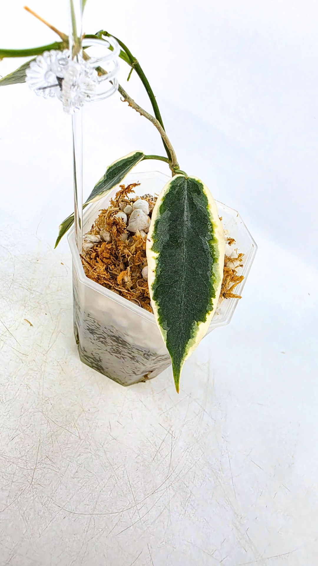 Rare waxplant Hoya Archboldiana Albomarginata available for sale at rare indoor plant shop The Leaf Gallery in Perth, Western Australia
