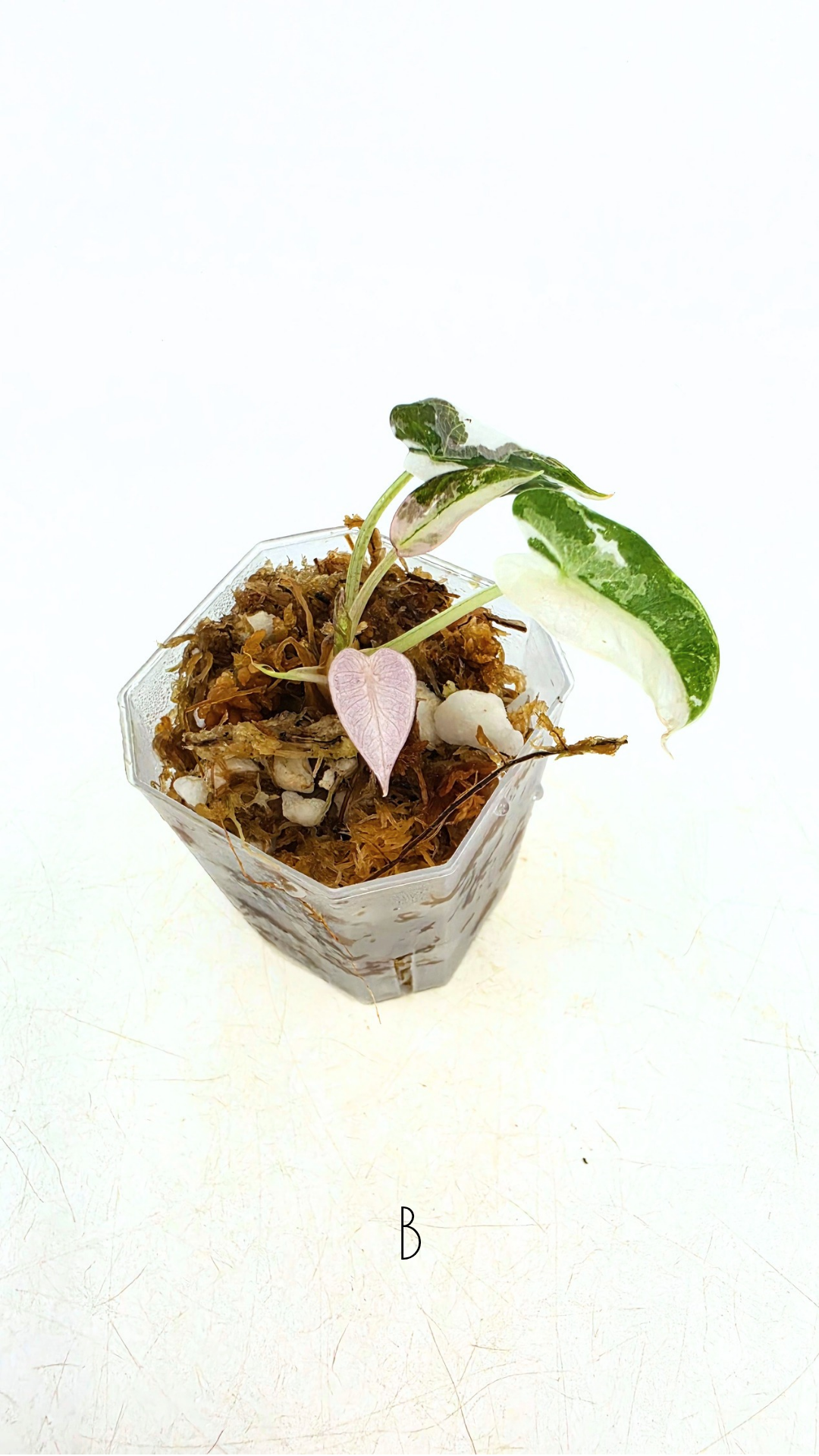 Rare indoor plant Alocasia Amazonica Bambino Pink TC plantlets available for sale at rare houseplant shop The Leaf Gallery in Perth, Western Australia