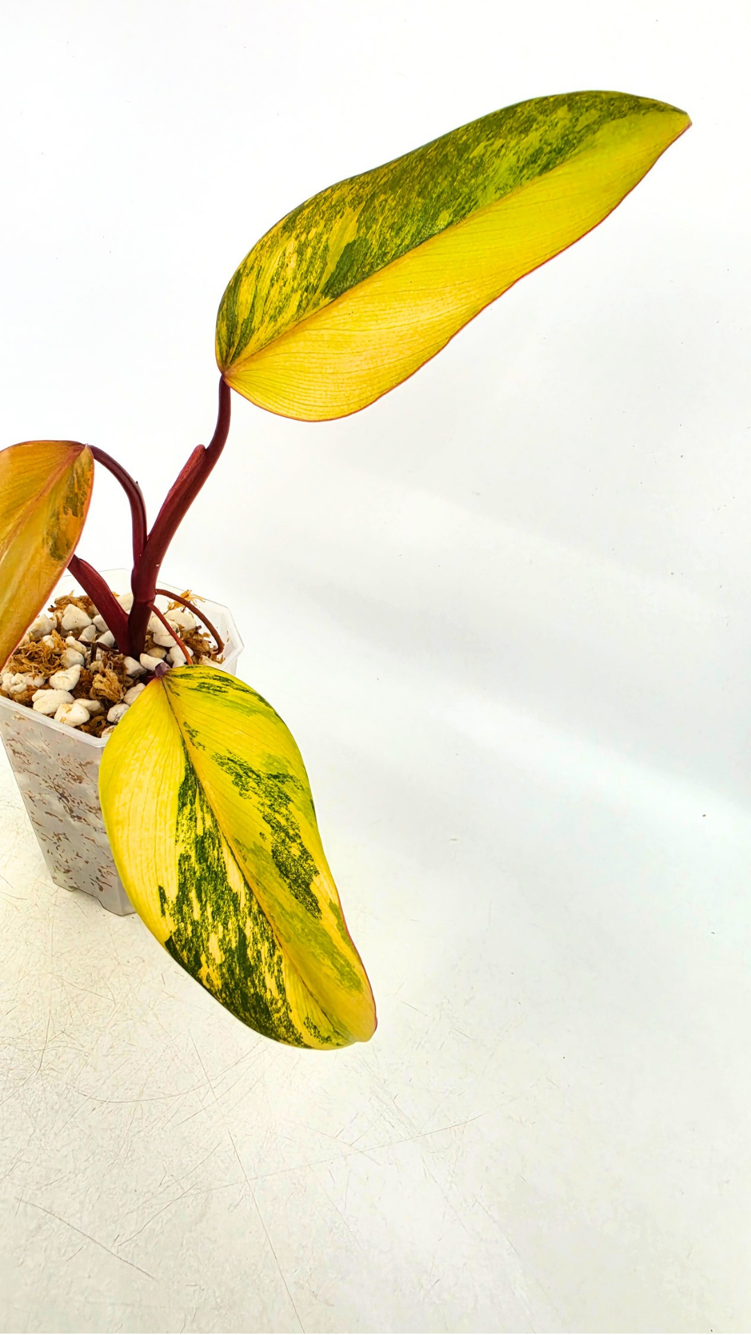Rare indoor plant Philodendron Strawberry Shake grown and propagated by rare plant shop The Leaf Gallery in Perth, Western Australia
