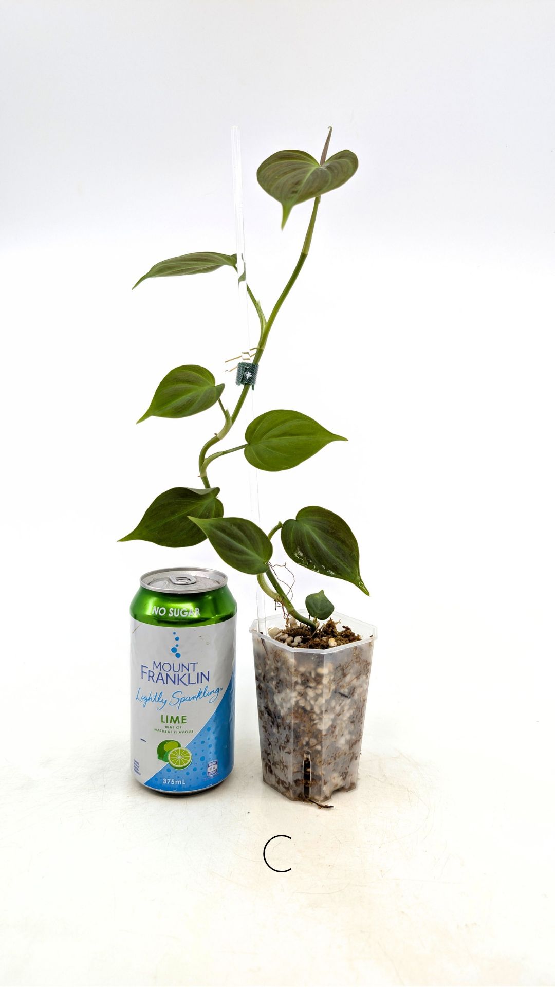 Uncommon indoor plant Philodendron Camposportoanum available for sale at rare house plant shop The Leaf Gallery in Perth, Western Australia