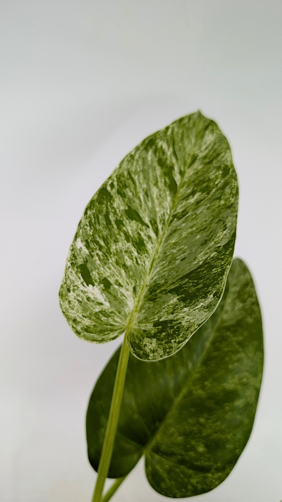 Rare indoor plant Philodendron Giganteum Blizzard Varigated by rare plant shop The Leaf Gallery in Perth, Western Australia
