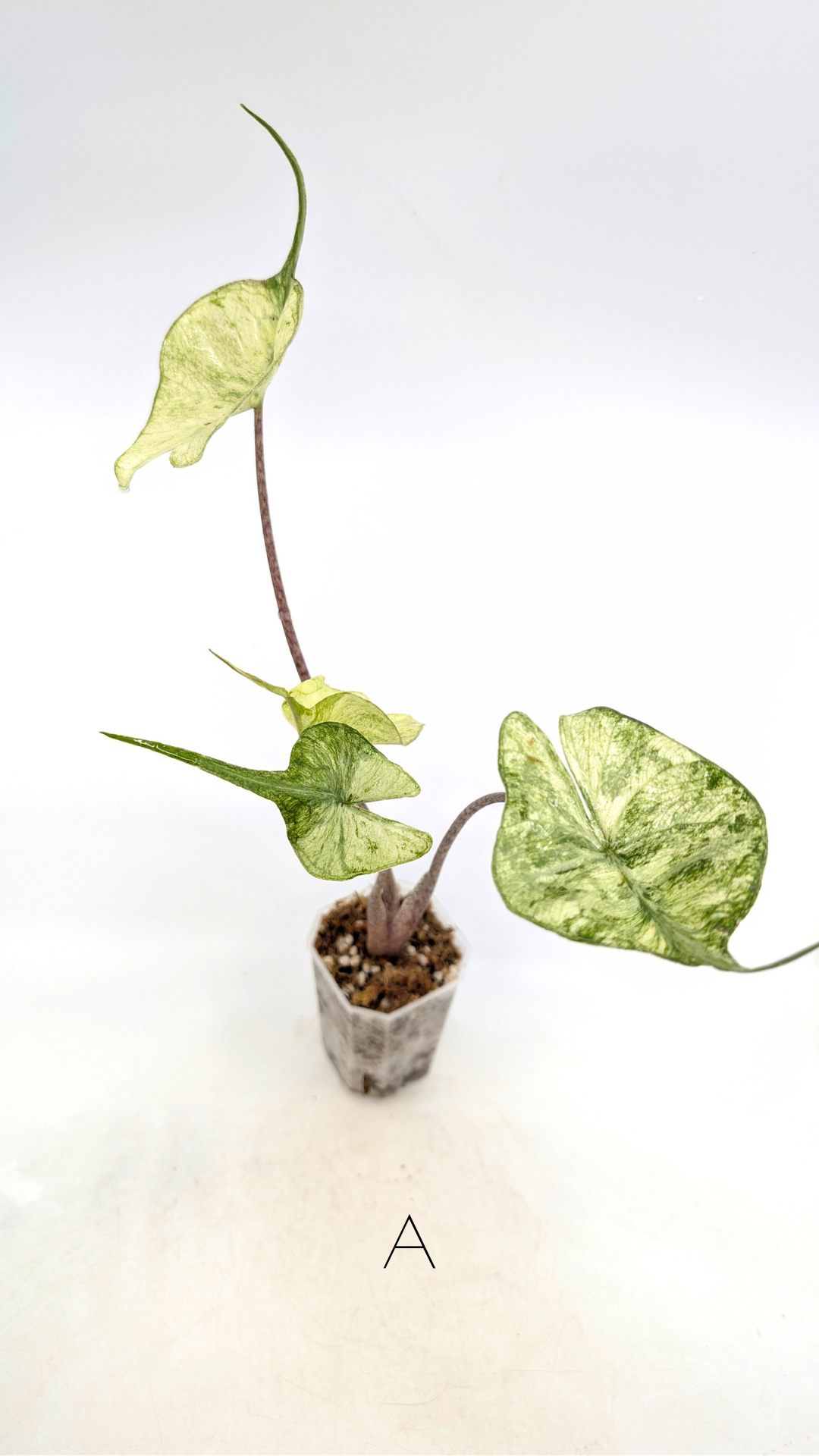 Rare indoor plannt Alocasia Stingray Mint Variegated available for sale at rare house plant shop The Leaf Gallery in Perth, Western Australia.