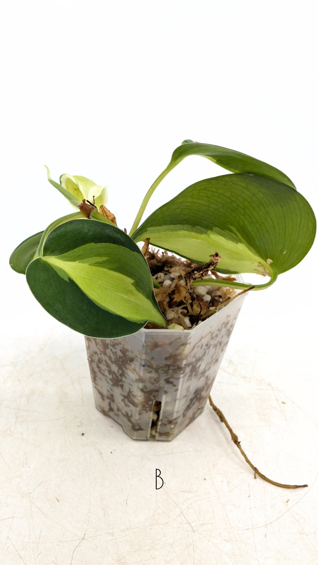 Rare indoor plant Philodendron Cream Splash available at rare plant shop The Leaf Gallery in Perth, Western Australia