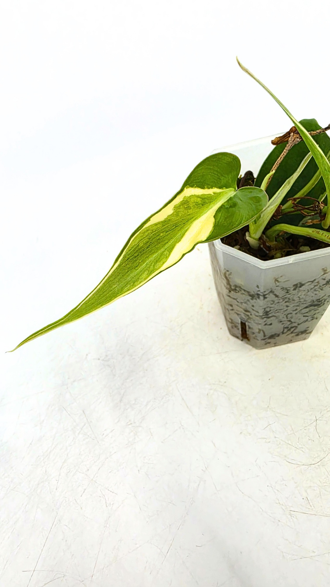 Rare indoor plant Philodendron Rio available at rare plant shop The Leaf Gallery in Perth, Western Australia.