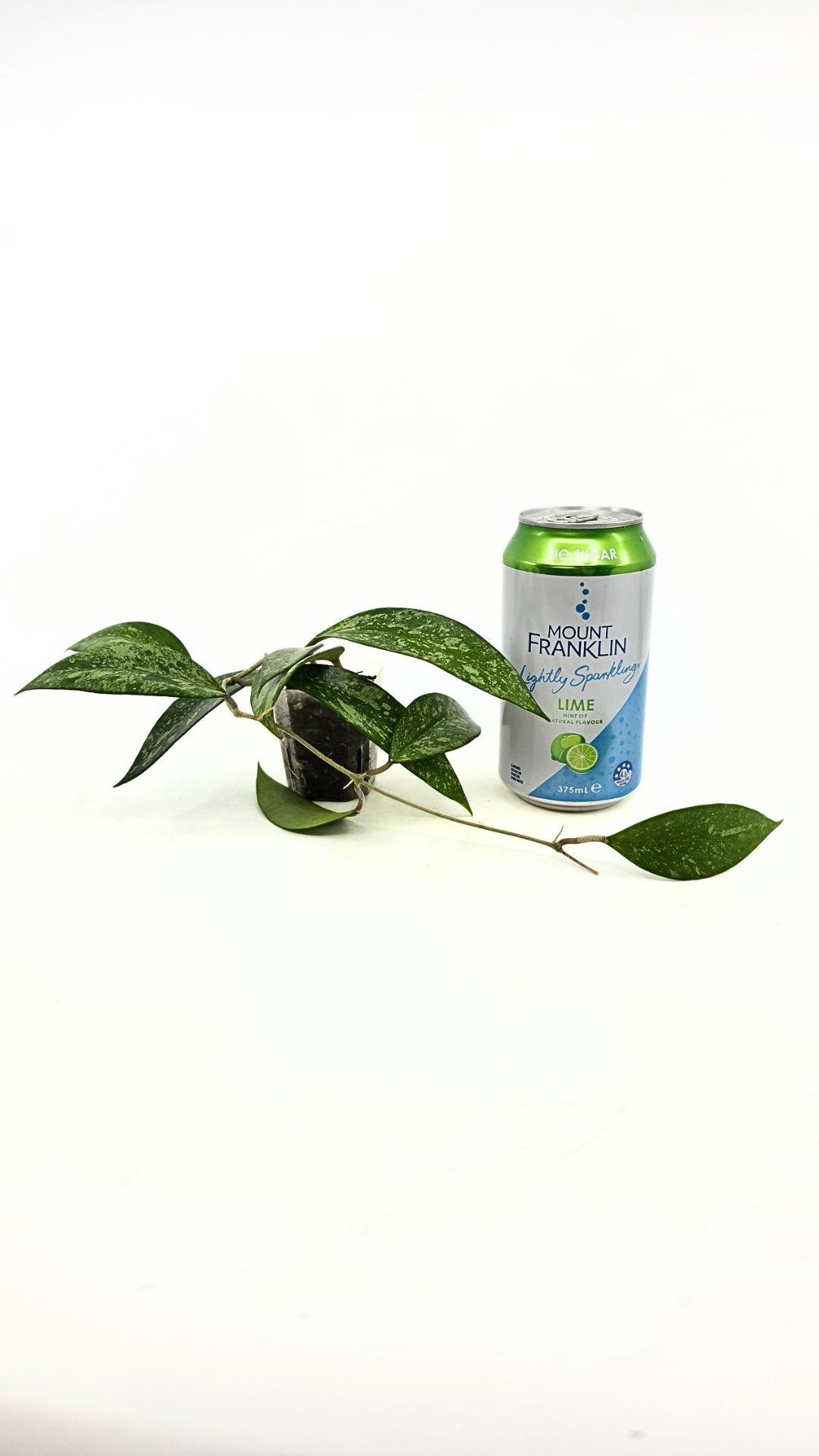Rare waxplant Hoya Snow Cui available for sale at rare indoor plant shop The Leaf Gallery in Perth, Western Australia
