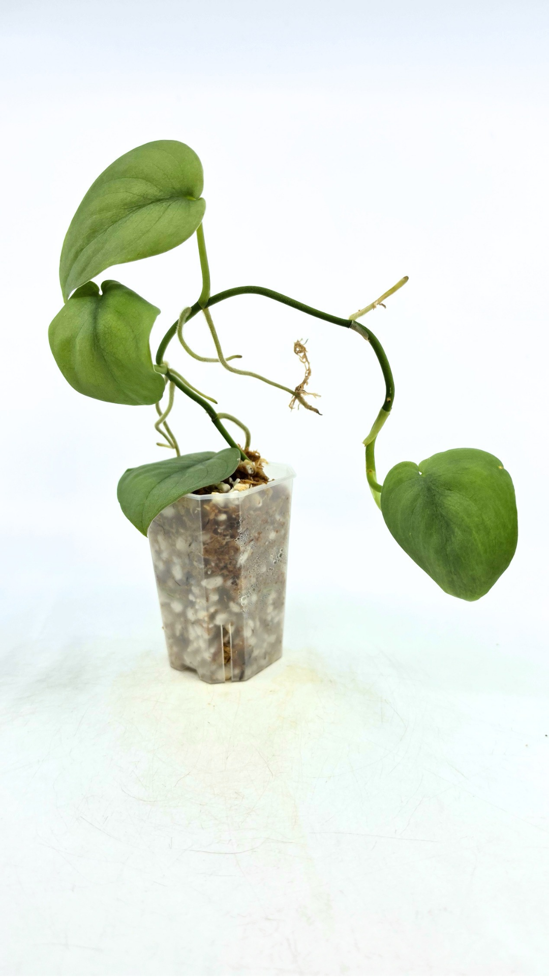 Rare indoor plant Scindapsus Platinum available for sale at rare plant shop The Leaf Gallery in Perth, Western Australia