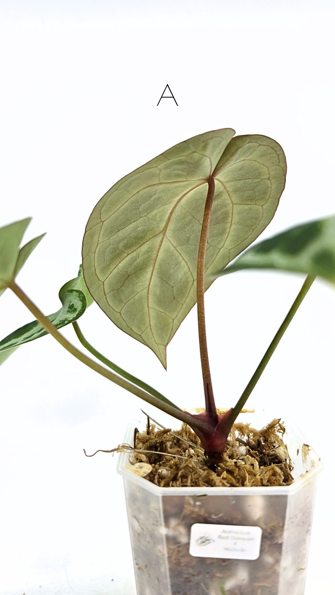 Rare anthurium hybrid Anthurium red dorayaki mutation with Anthurium Michelle by The Leaf Gallery in Perth, Western Australia