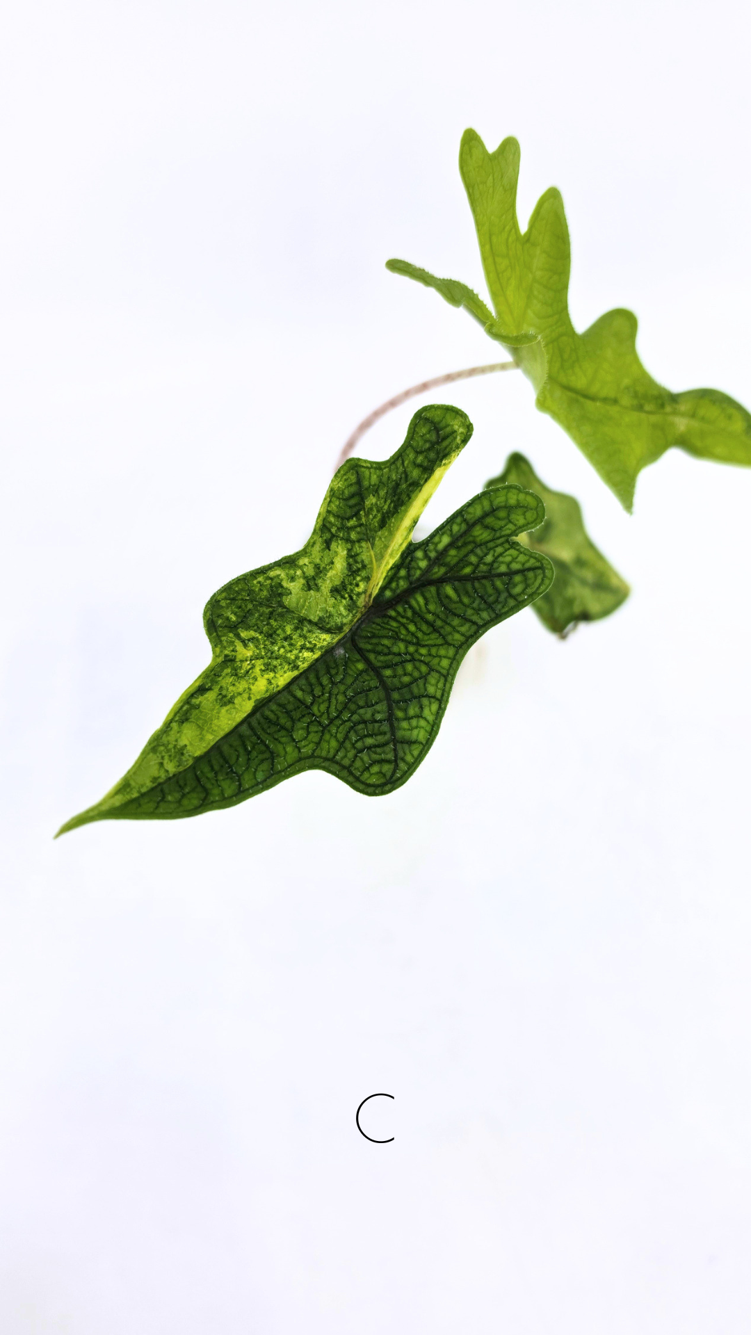 Rare indoor plant Alocasia Jacklyn Variegated available for sale at rare house plant shop The Leaf Gallery in Perth, Western Australia