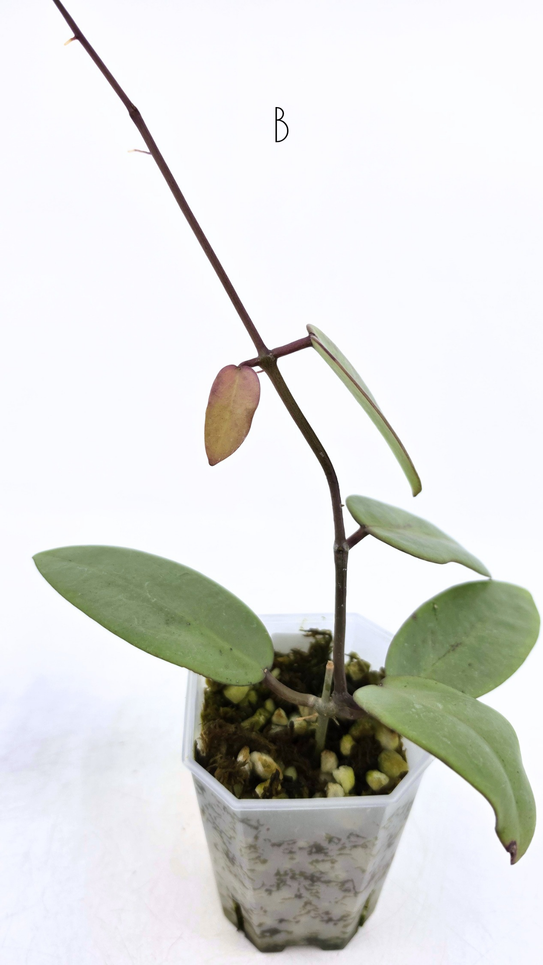 Rare waxplant Hoya Silver Dollar available for sale at rare indoor plant shop The Leaf Gallery in Perth, Western Australia