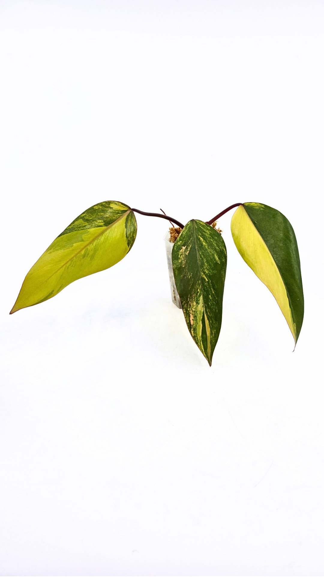 Rare indoor plant Philodendron Strawberry Shake grown and propagated by rare plant shop The Leaf Gallery in Perth, Western Australia