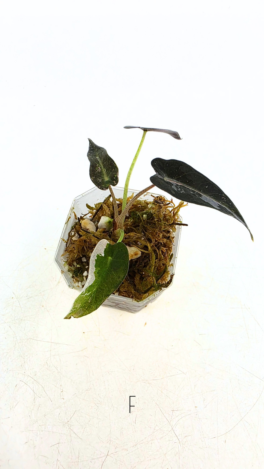 Rare indoor plant Alocasia Amazonica Bambino Pink TC plantlets available for sale at rare houseplant shop The Leaf Gallery in Perth, Western Australia