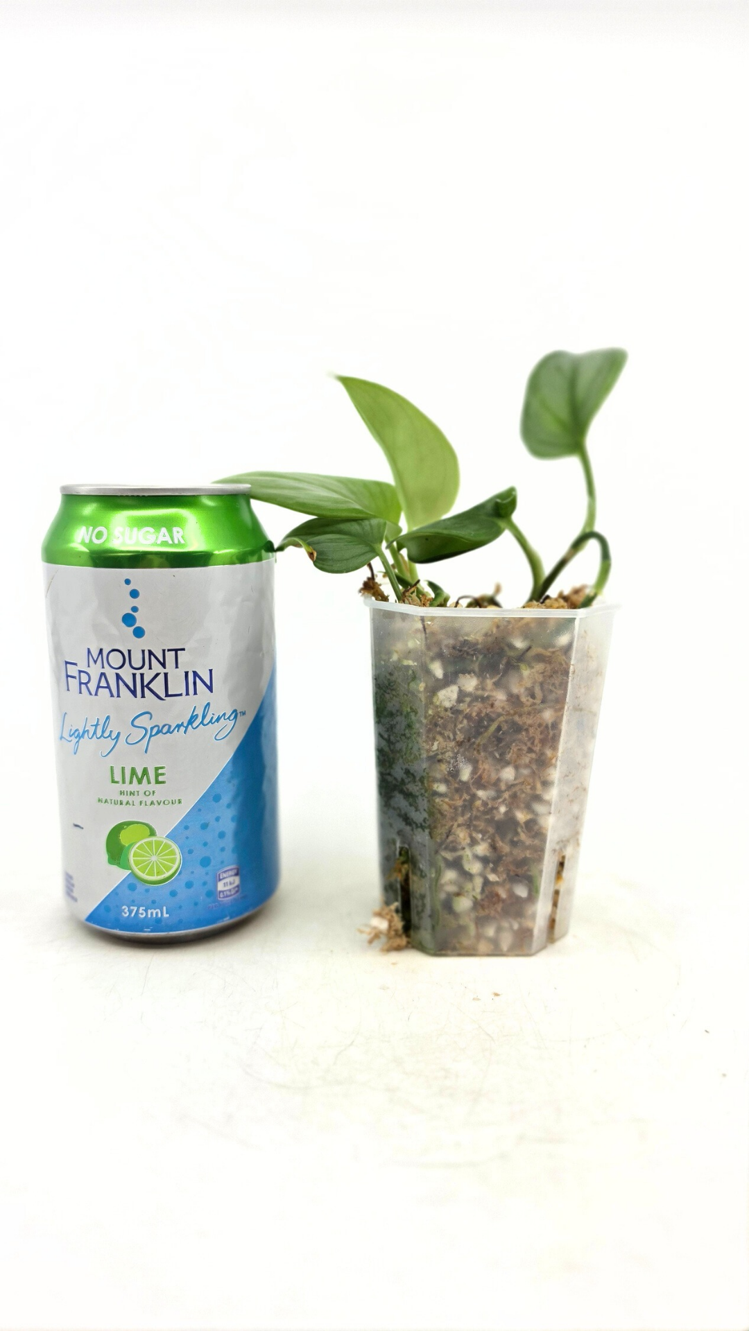 Rare indoor plant Scindapsus Treubii Moonlight available for sale at rare house plant shop The Leaf Gallery in Perth, Western Australia