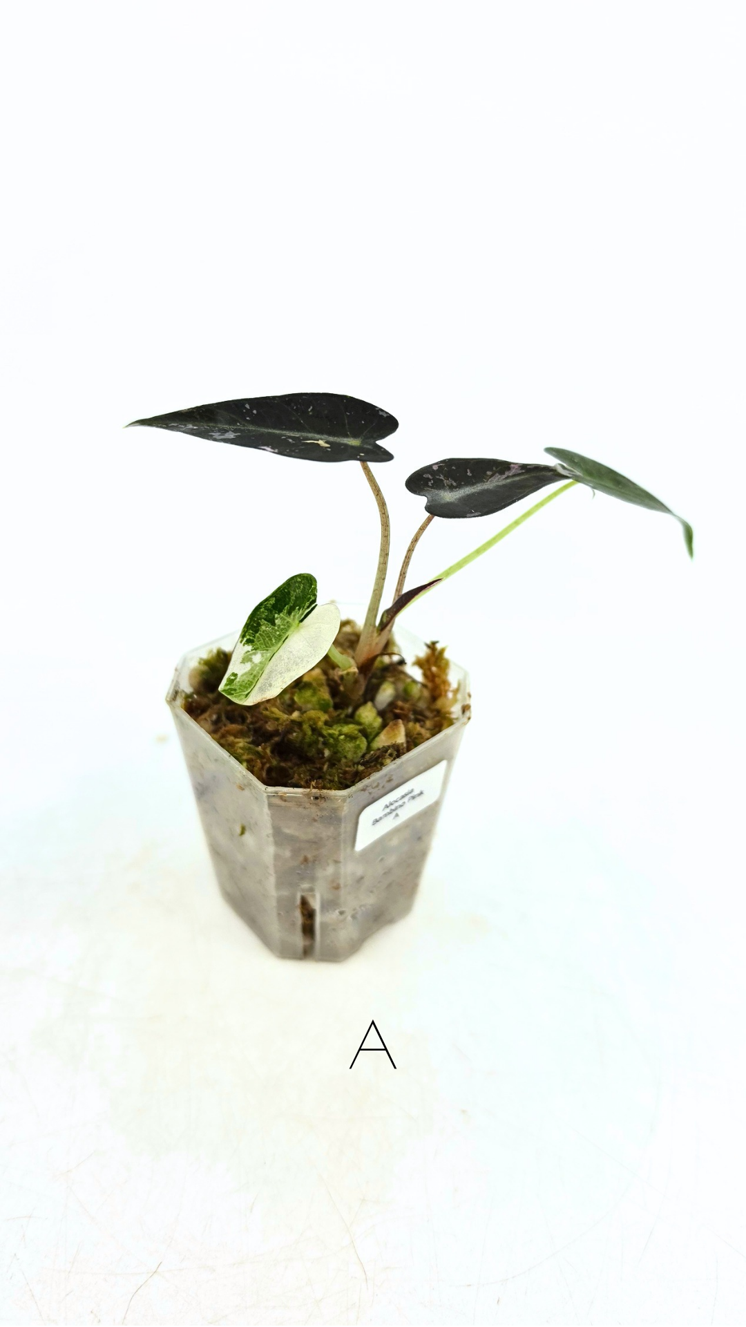 Rare indoor plant Alocasia Amazonica Bambino Pink TC plantlets available for sale at rare houseplant shop The Leaf Gallery in Perth, Western Australia
