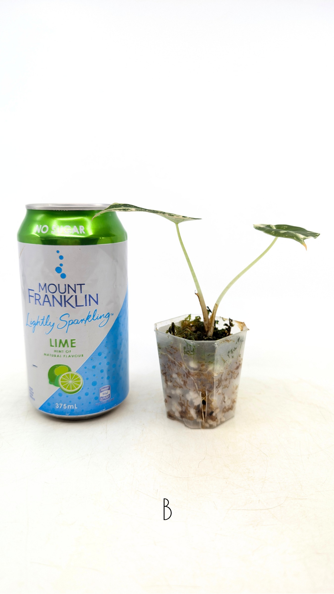 Rare indoor plant Alocasia Black Velvet Pink Variegated available for sale from rare house plant shop The Leaf Gallery in Perth, Western Australia