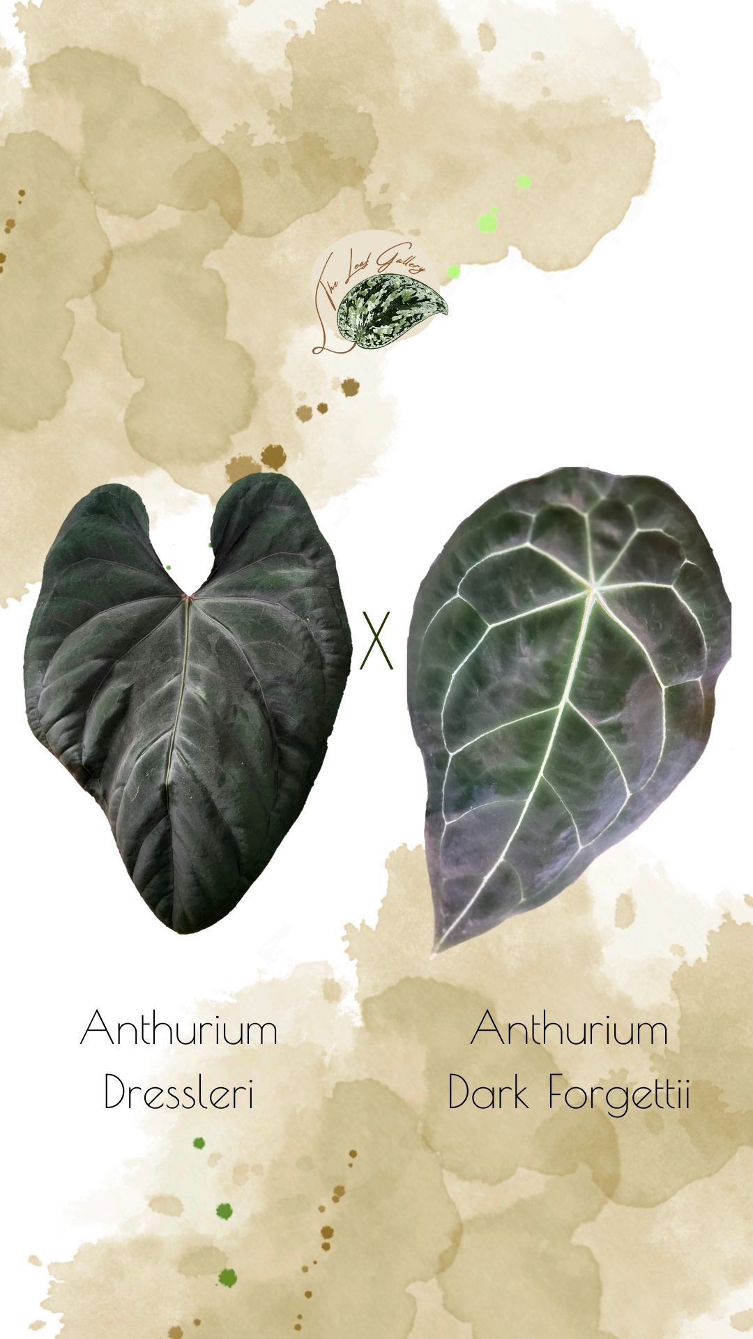 A Magnificum x A Papi_20251228_150322_0000.png