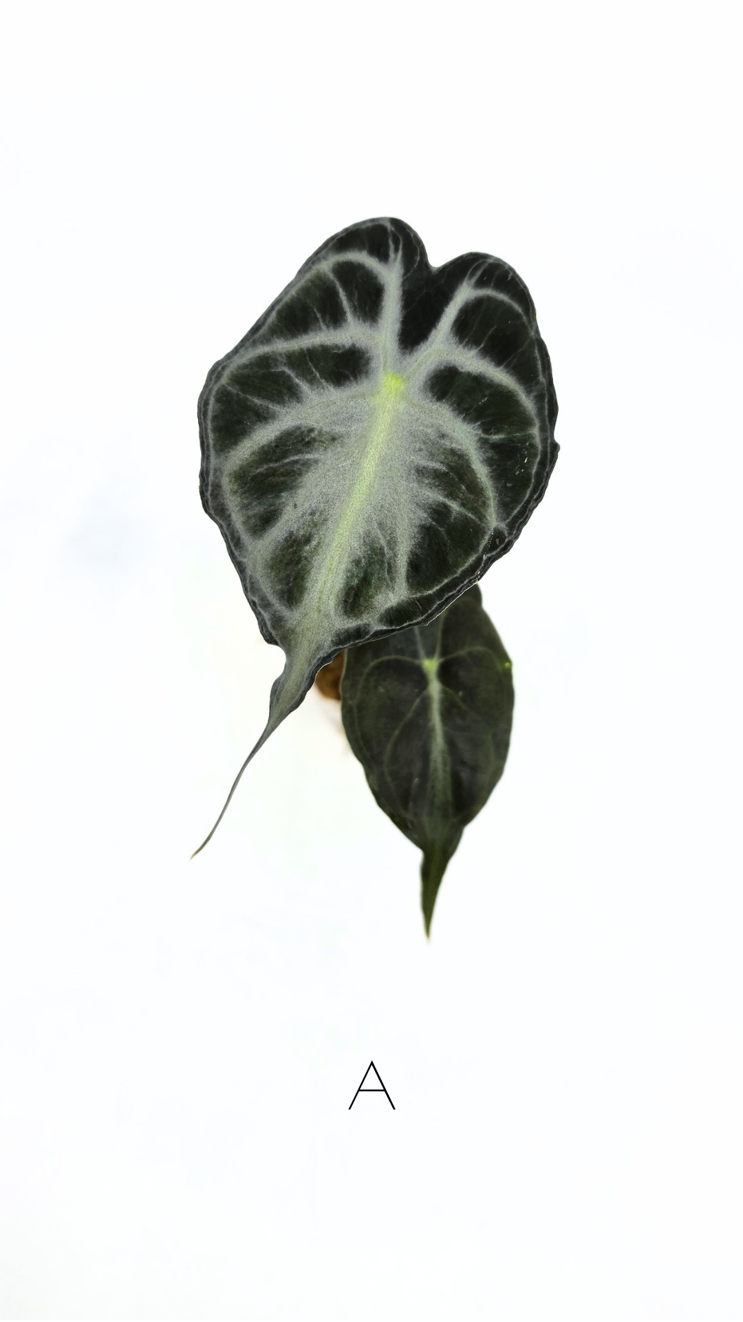 Rare indoor plant Alocasia Venom available for sale at rare house plant shop The Leaf Gallery in Perth, Western Australia