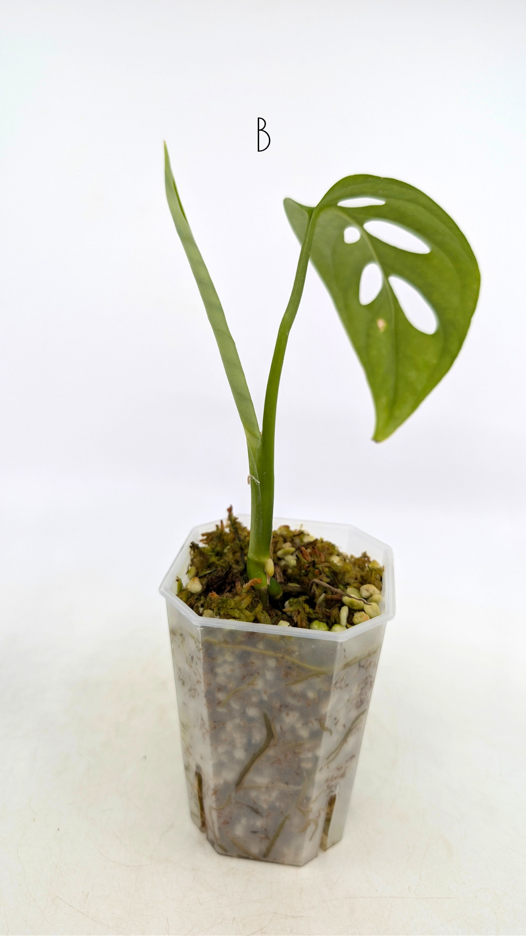 Rare plant Monstera Esqueleto or Monstera Epipremnoides propagated by rare indoor plant shop The Leaf Gallery in Perth, Western Australia