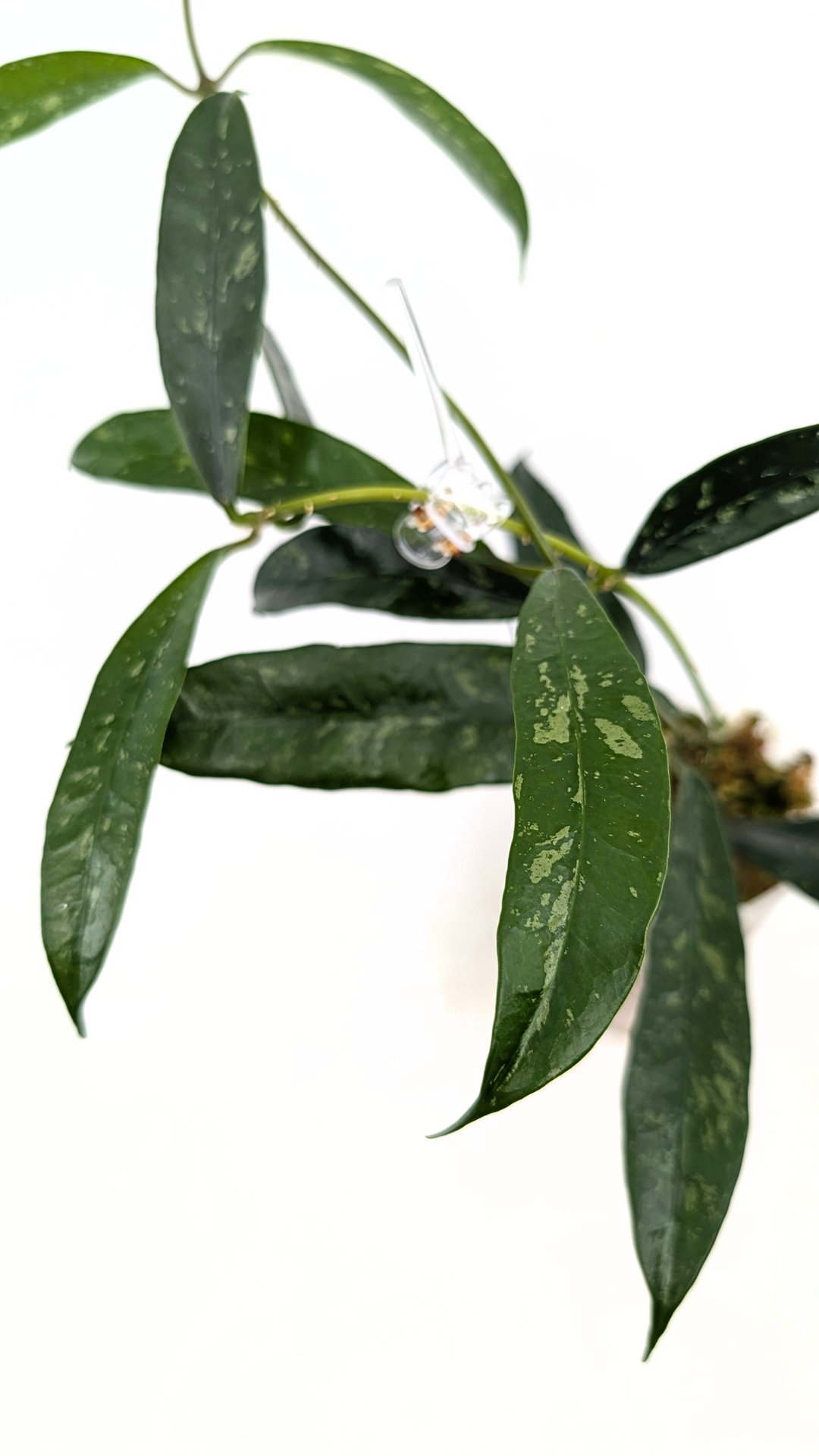 Rare waxplant Hoya Grifithii Silver available for sale at rare plant shop The Leaf Gallery in Perth, Western Australia