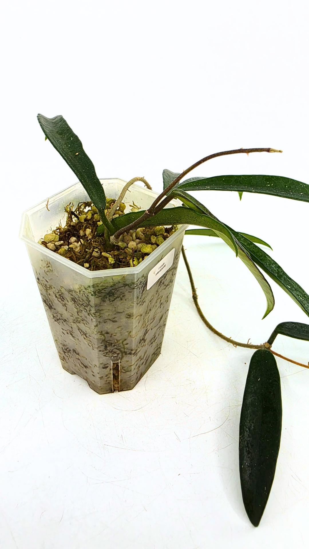 Rare waxplant Hoya Minibelle Splash available for sale at rare plant shop The Leaf Gallery in Perth, Western Australia