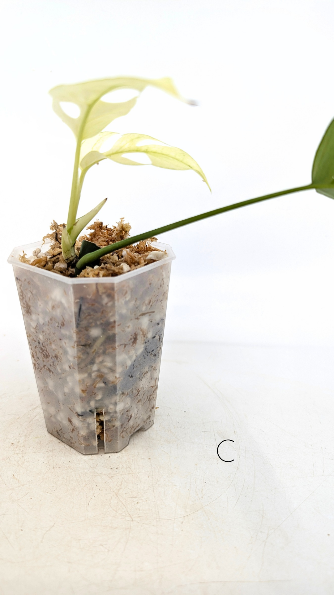 Rare indoor plant Raphidophora Tetrasperma Mint Varigated for sale by rare plant shop The Leaf Gallery in Perth, Western Australia