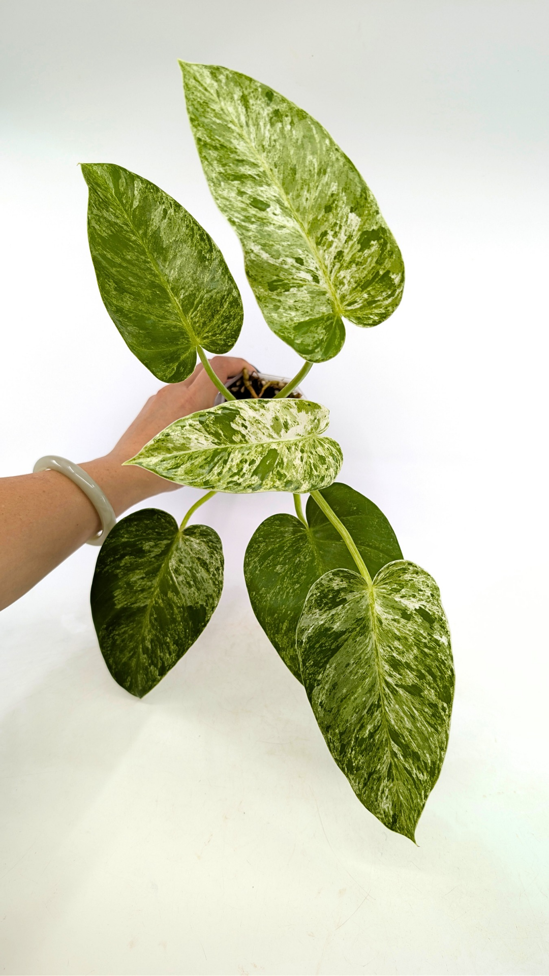 Rare indoor plant Philodendron Giganteum Blizzard Varigated by rare plant shop The Leaf Gallery in Perth, Western Australia