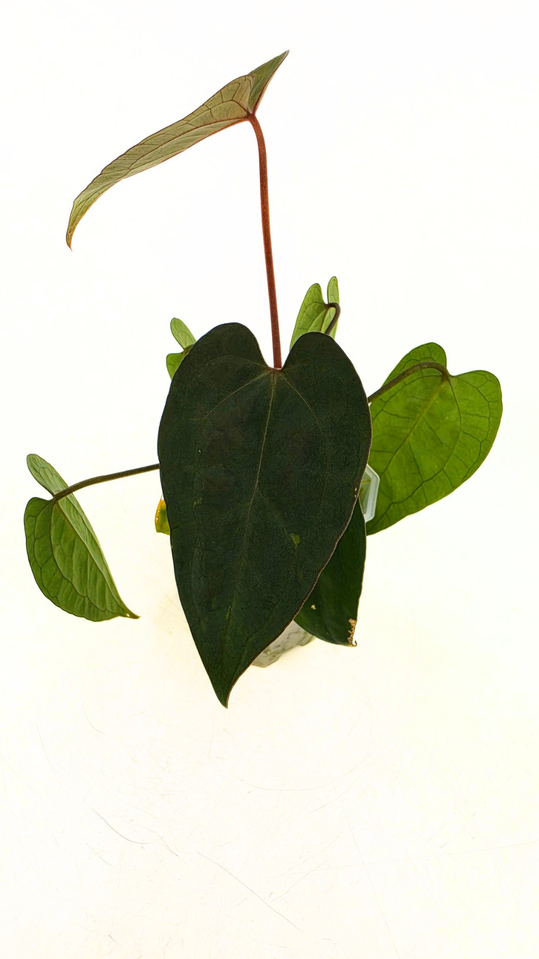 Rare indoor plant Anthurium Ace of Spades Dark Form available for sale at rare house plant shop The Leaf Gallery in Perth, Western Australia