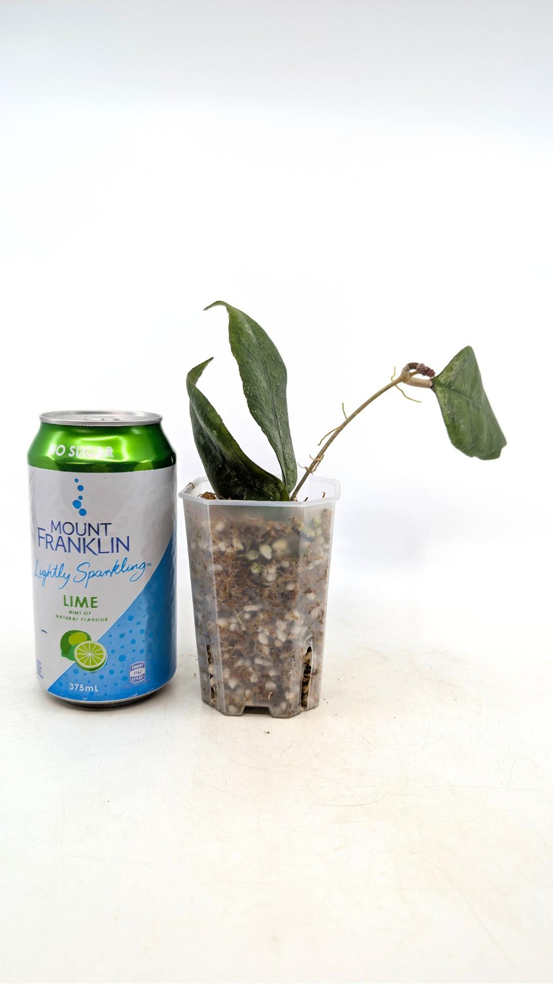 Rare waxplant Hoya sp Chicken Farm available for sale at rare indoor plant shop The Leaf Gallery in Perth, Western Australia