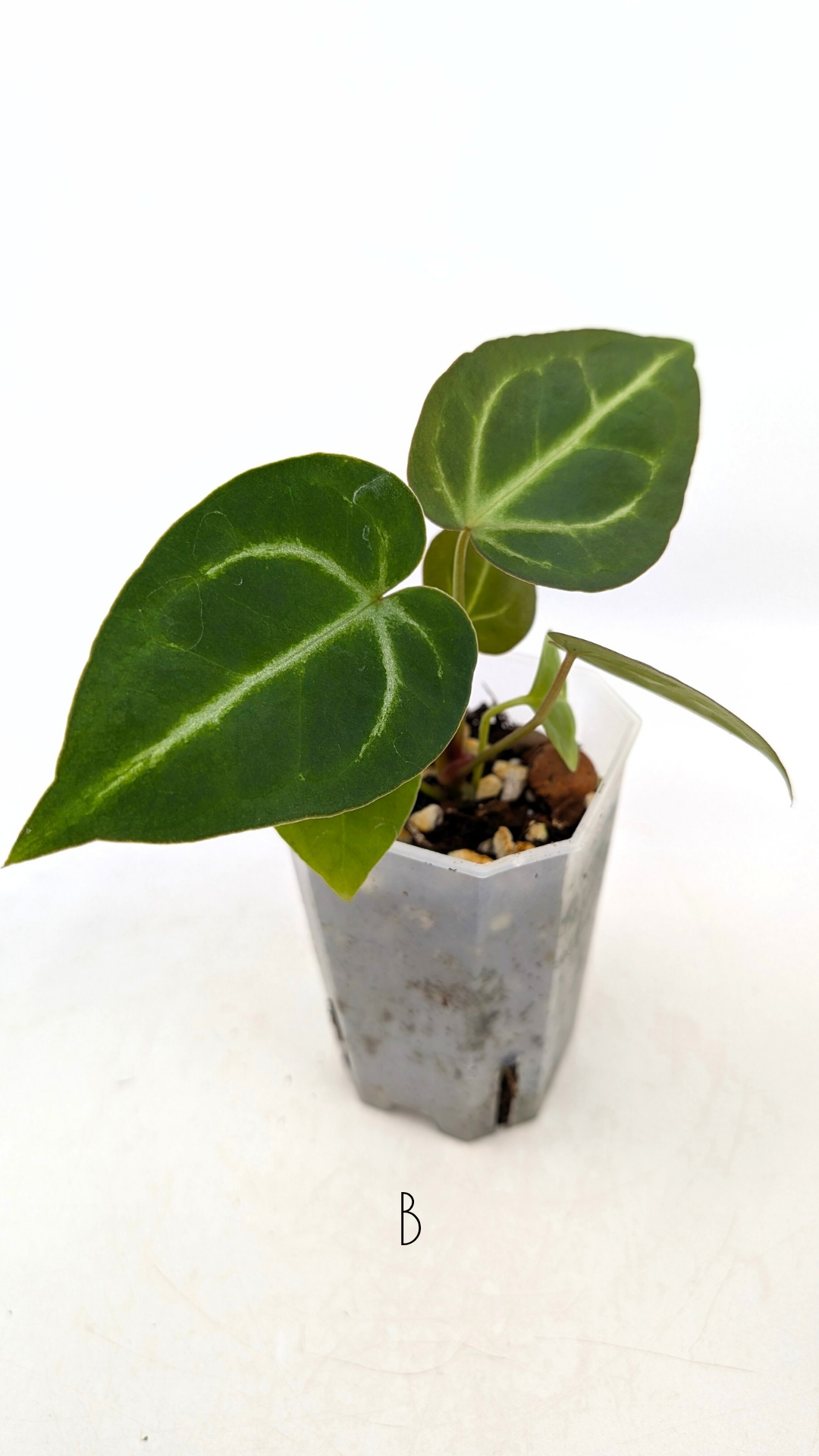 Rare indoor plant Anthurium Magnificum available for sale at rare house plant shop The Leaf Gallery in Perth, Western Australia