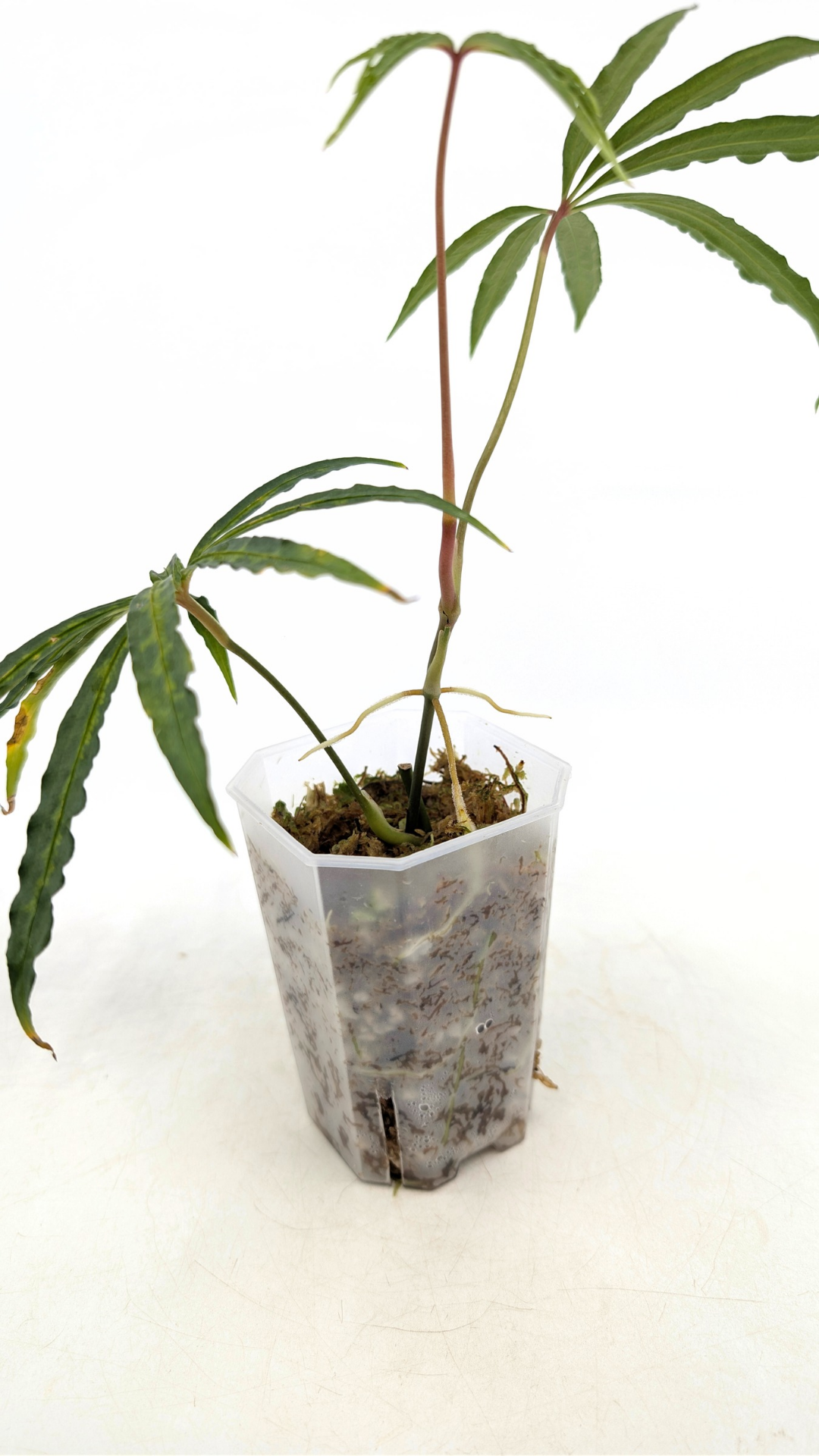 Hard to find vining house plant Anthurium Polystictum available for sale at rare plant shop The Leaf Gallery in Perth, Western Australia.