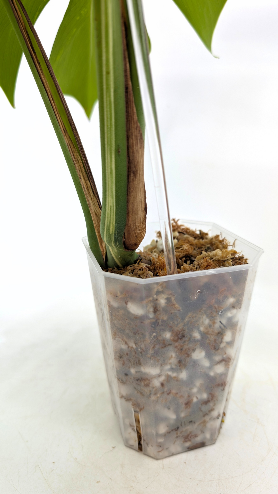 Rare indoor plant Monstera Borsigiana Albo Varigated available for sale at rare plant shop The Leaf Gallery in Perth, Western Australia
