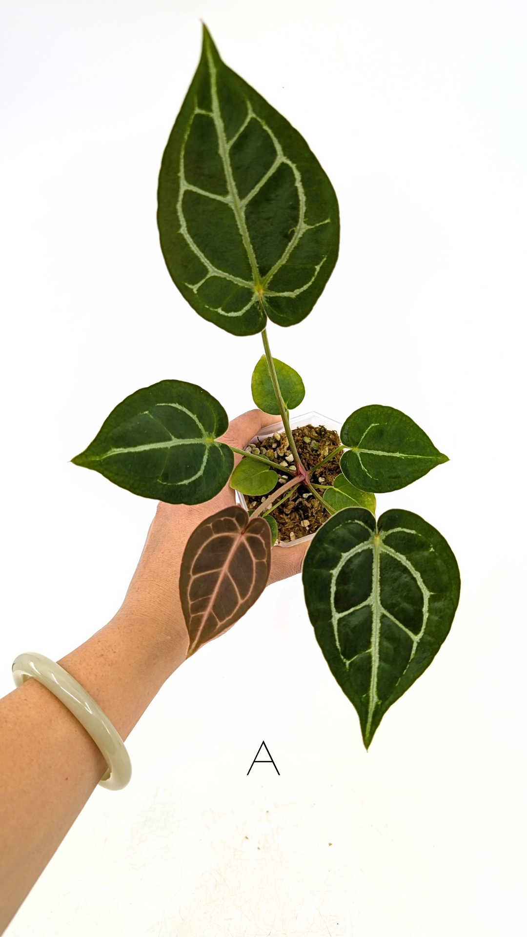 Rare anthurium hybrid Anthurium Dark Forgetii x Bessae Aff X Anthurium Michelle by The Leaf Gallery in Perth, Western Australia